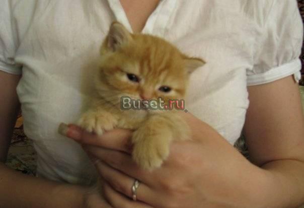 Котята скоттиш-страйт Санкт-Петербург