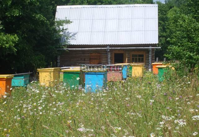 Липовый мед Москва