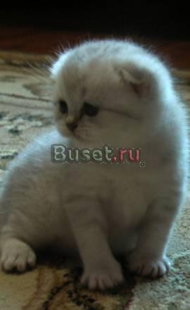 Продам плюшевых эксклюзивных котят Санкт-Петербург