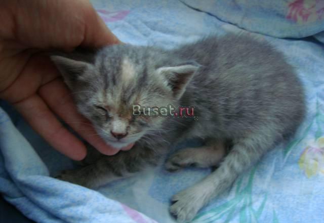 Отдам котенка Москва