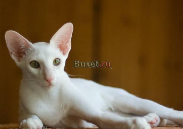Ориентальный белый котик Москва