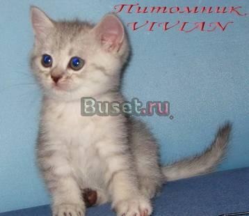 Британские клубные котята вискас из vivian Москва