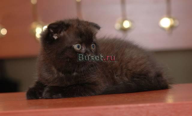 Шотландские клубные котятя Москва