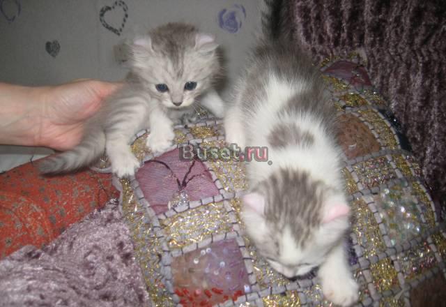 Котята породы американский керл Москва
