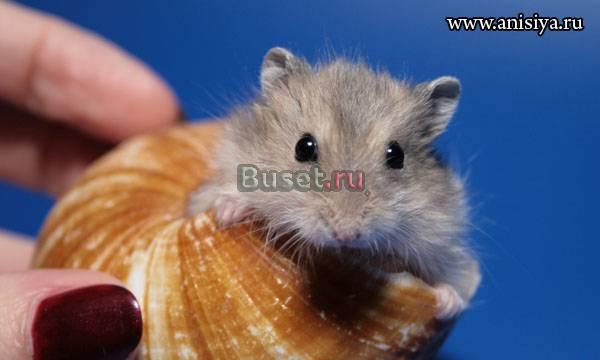 Карликовые хомяки из питомника Москва