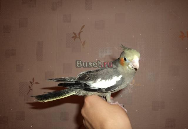 Кореллы ручные выкормыши Москва