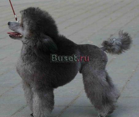 Стрижка собак и кошек Москва