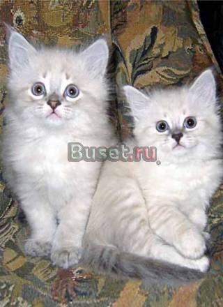 Голубоглазые очаровашки Москва