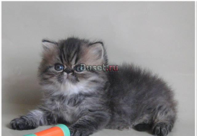 Персидский котик " лапочка " Москва