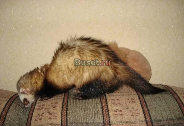 Декоративные домашние хорьки Белгород