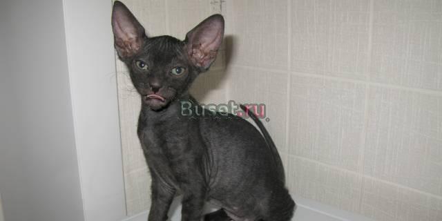 Сфинкс кошечка 2 мес Самара
