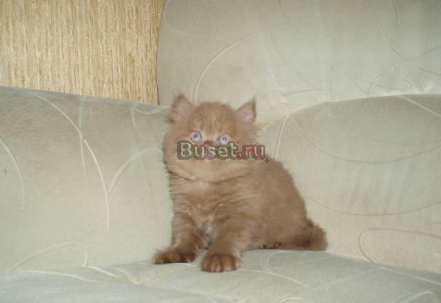 Британский котенок Саратов