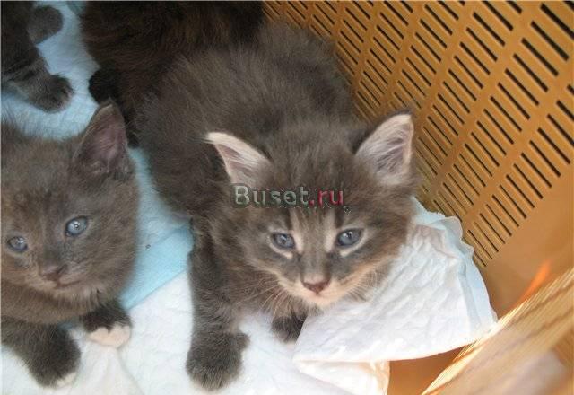 3 голубых пушистых парня и красавица трехцветка 1 Санкт-Петербург