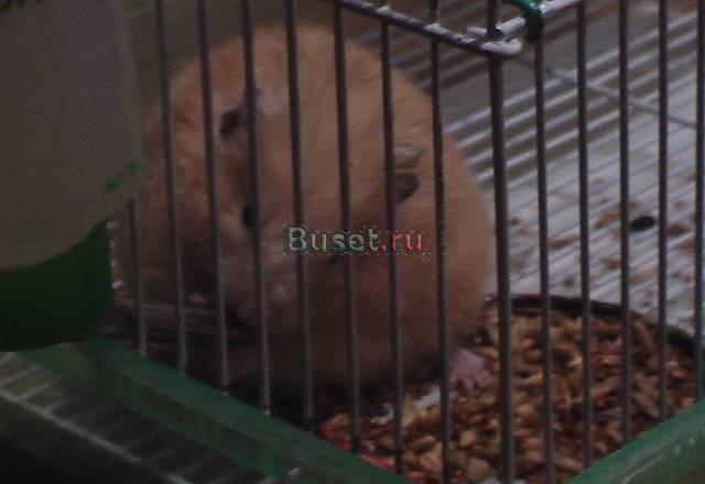Продам хомячка Красноярск