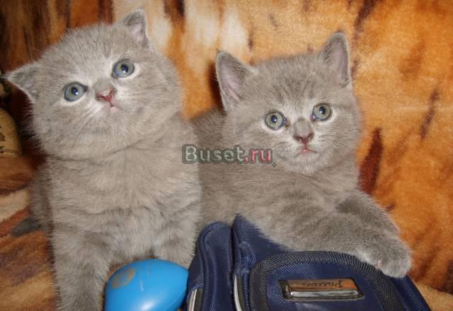 Прдам котят Нижний Новгород