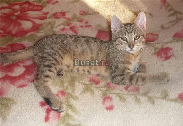 Котик возраст 3 месяца,здоров, приучен к лотку Москва