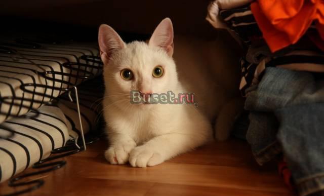 Очаровательный белый котёнок в добрые руки Санкт-Петербург
