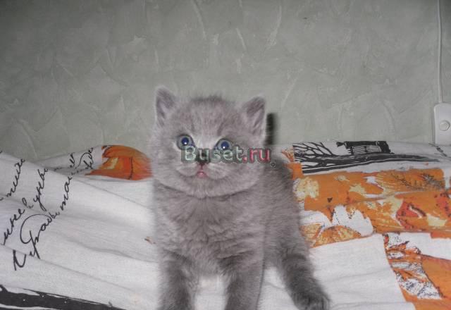 Британские котята Москва