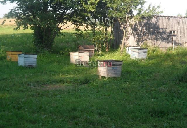 Продаются пчелиные ульи с пчелами Усвяты