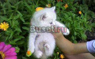 Котята Британской породы Самара