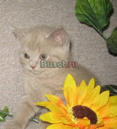 Шотландские котятаСтрайты,плюшевое счастье Москва