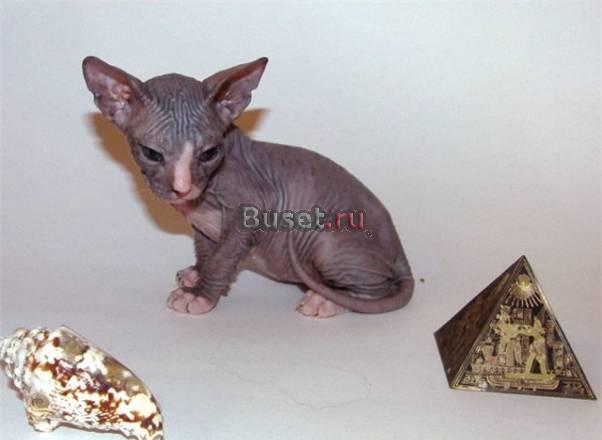 Котята Донские Сфинксы Москва