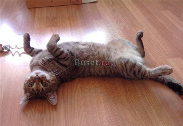 Кот Тимошка в добрые руки Санкт-Петербург