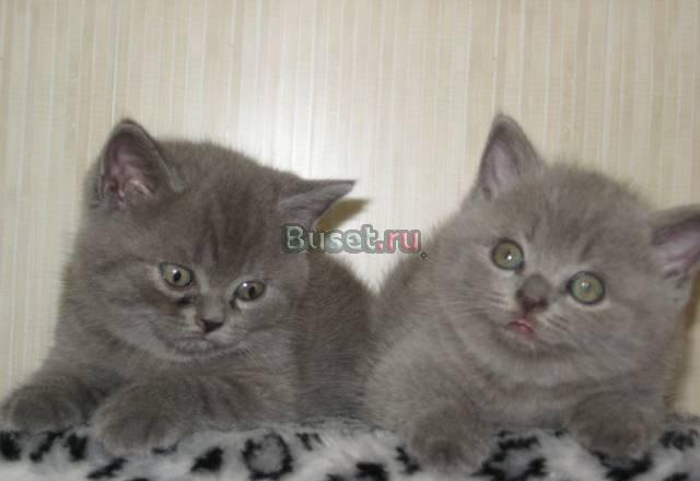 Котятки британцы голубого окраса Санкт-Петербург