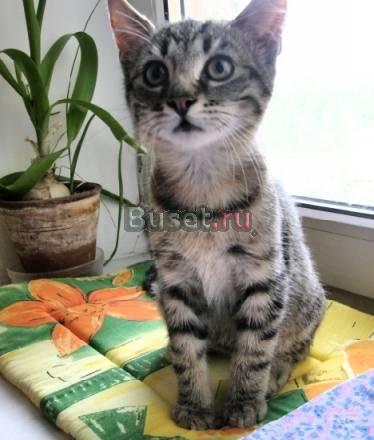 Очаровательные котята на выбор Санкт-Петербург
