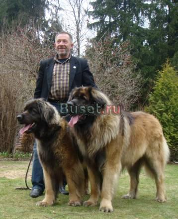 Леонбергер - Щенки от Чемпиона Евразии 2010 Москва