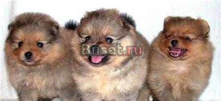 Три сестры из питомника Москва