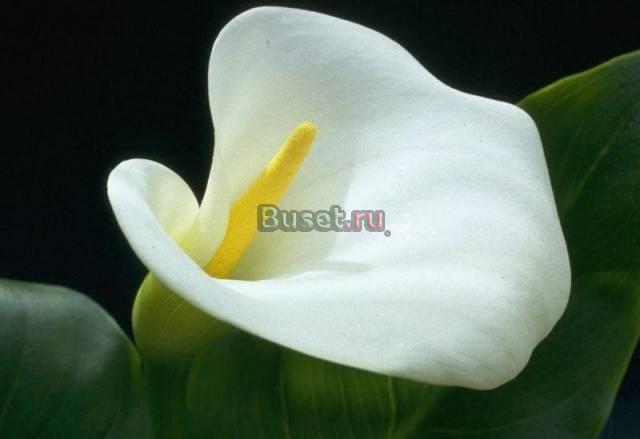 Калла белая Москва