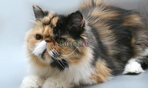 Персидская кошечка Санкт-Петербург