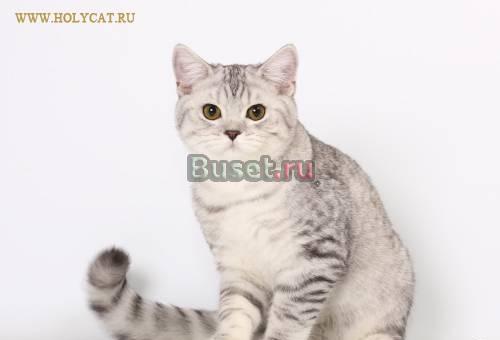 Британские котята редких окрасов Армавир