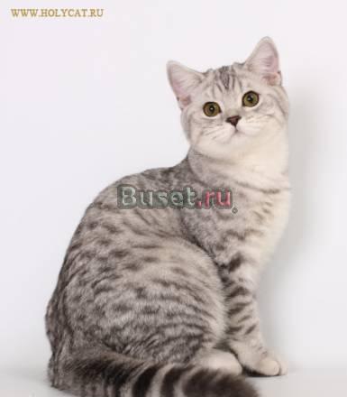 Британские котята редких окрасов Сочи