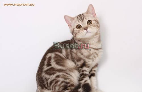 Британские котята редких окрасов Краснодар