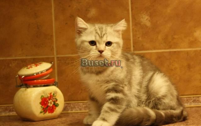 Британская кошка Волгоград