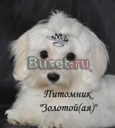 Белоснежные щенки Мальтезе Москва