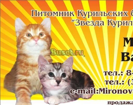 Котята Курильского бобтейла Иркутск