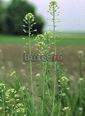 Рыжик посевной (camelina sativa лат.) Казань