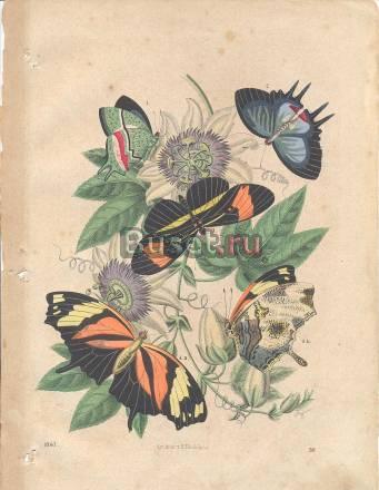 Гравюры старинные. 19 в Москва