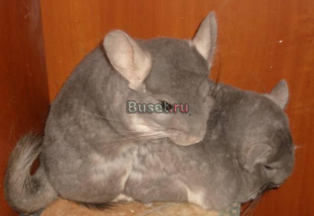 Шиншилла (фиолетовый мальчик и девочка) Москва
