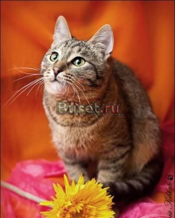 Позитивный мини-кот Тимофей Москва