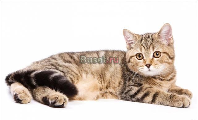 Британские мраморные котята для Вас Москва