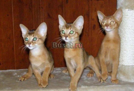 Продажа абиссинских котят Москва
