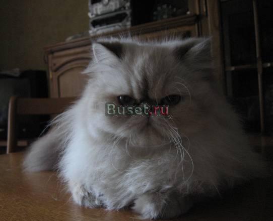 Кошка Челябинск