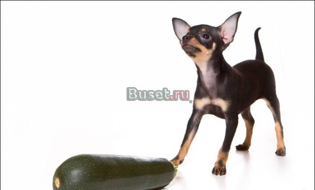 Элитный мини мальчик красавчик Москва