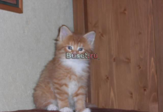 Продажа котят породы мейн-кун Москва