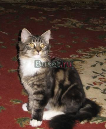 Котенок Мейн-куна Москва