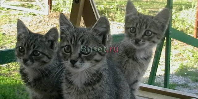 В добрые руки Челябинск
